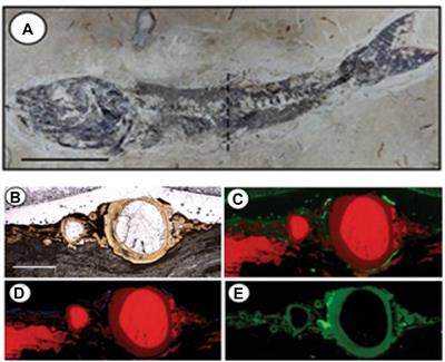 Evaluating Biogenicity on the Geological Record With Synchrotron-Based Techniques